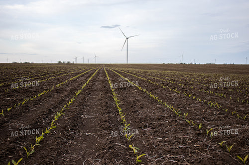 V1 Early Stage Corn 67086