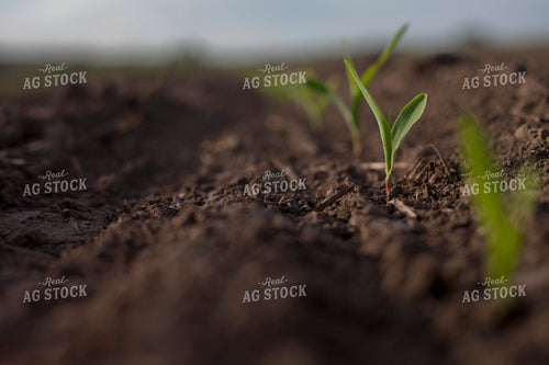 Corn - Early Growth 1124