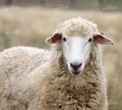 Sheep 141775