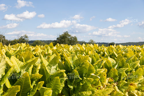 Field of Tobacco 52540