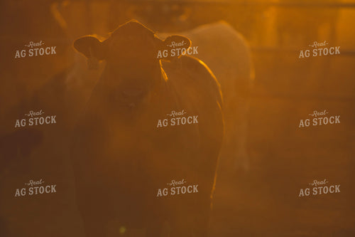 Feedyard Cattle at Sunrise 3809