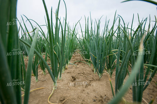 Growing Onions 146010
