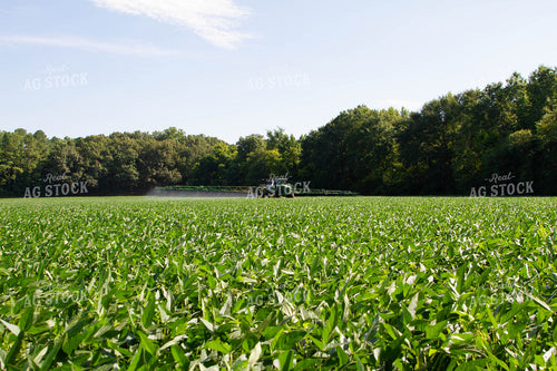 Spraying Soybeans 79123