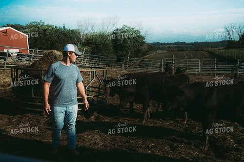 Farmer with Cows 3148