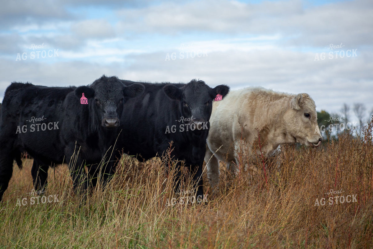 Mixed Cattle Herd Grazing in Autumn Pasture 406092