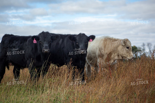 Mixed Cattle Herd Grazing in Autumn Pasture 406092