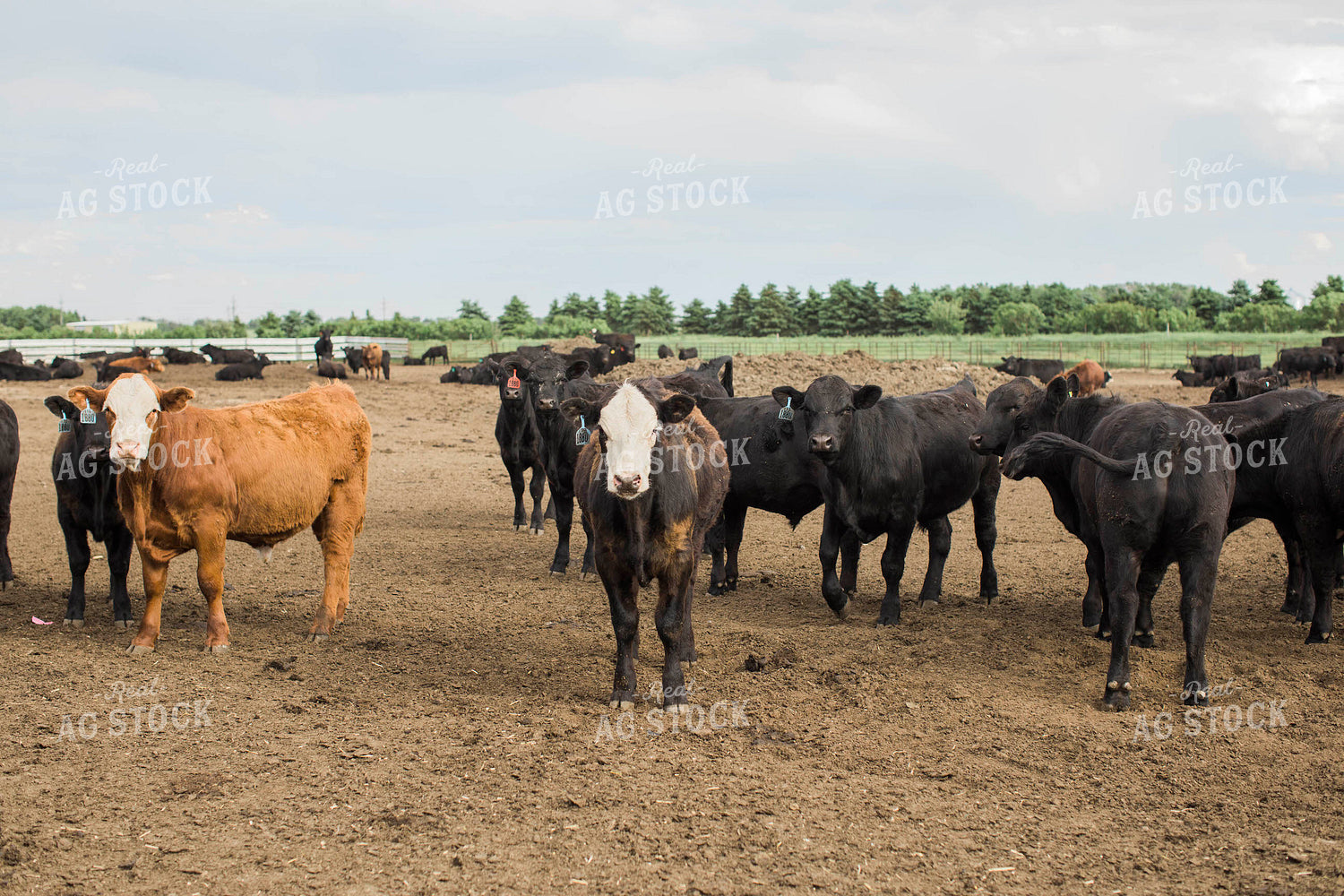 Feedyard 2993