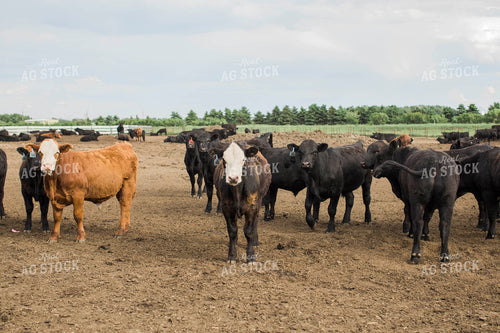 Feedyard 2993