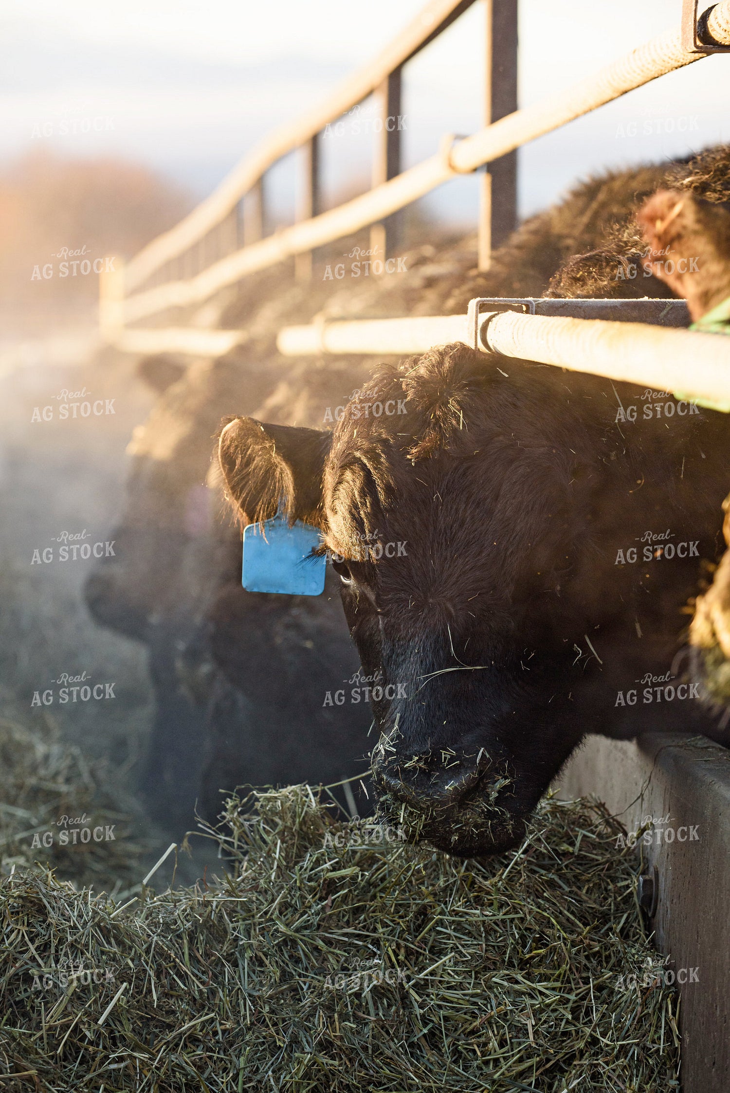 Cattle Eating Out of Trough 51056