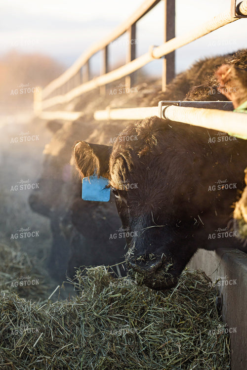 Cattle Eating Out of Trough 51056