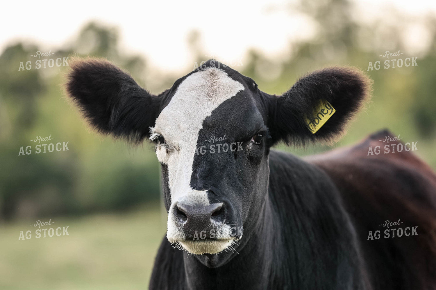 Simmental Cross Cow 230009