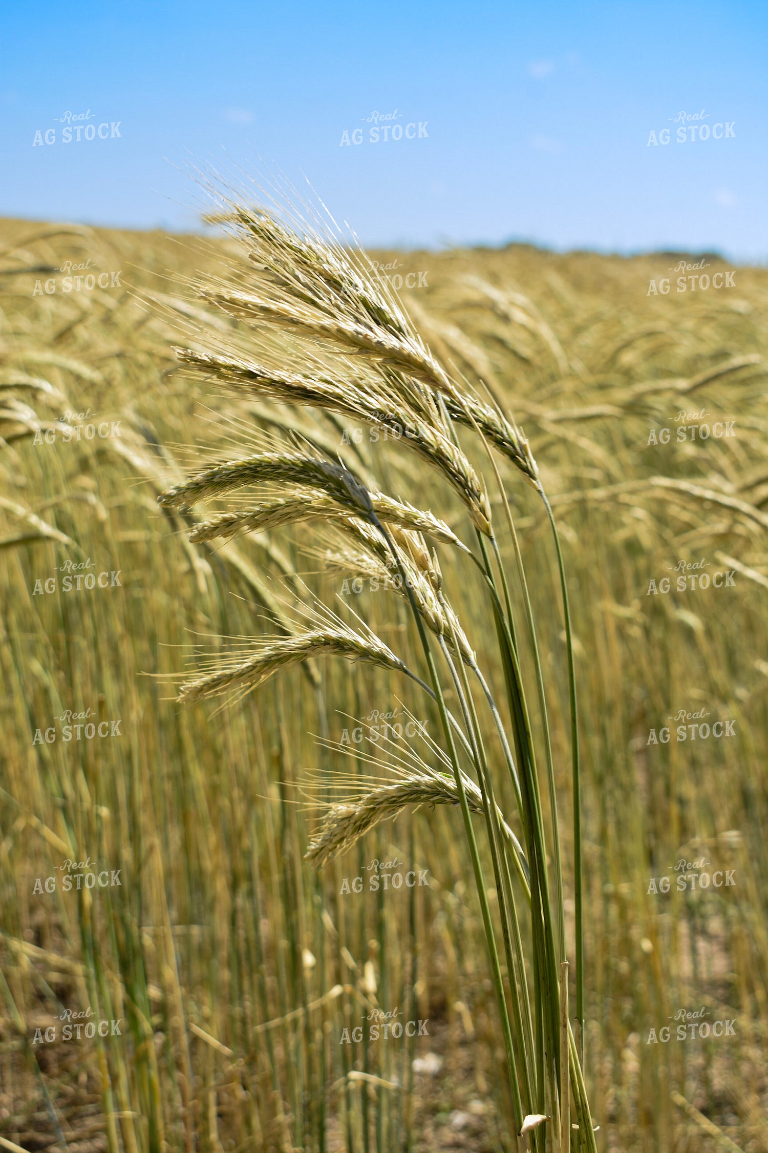 Barley 156115
