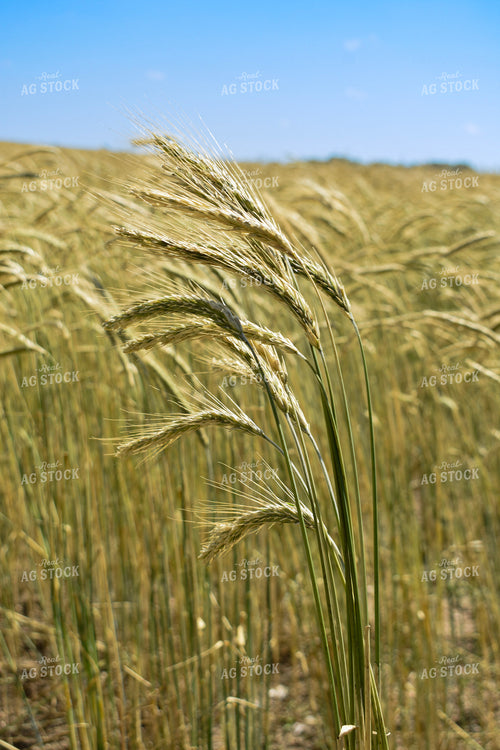 Barley 156115