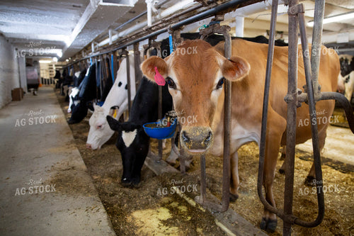 Dairy Cows in Barn 55036