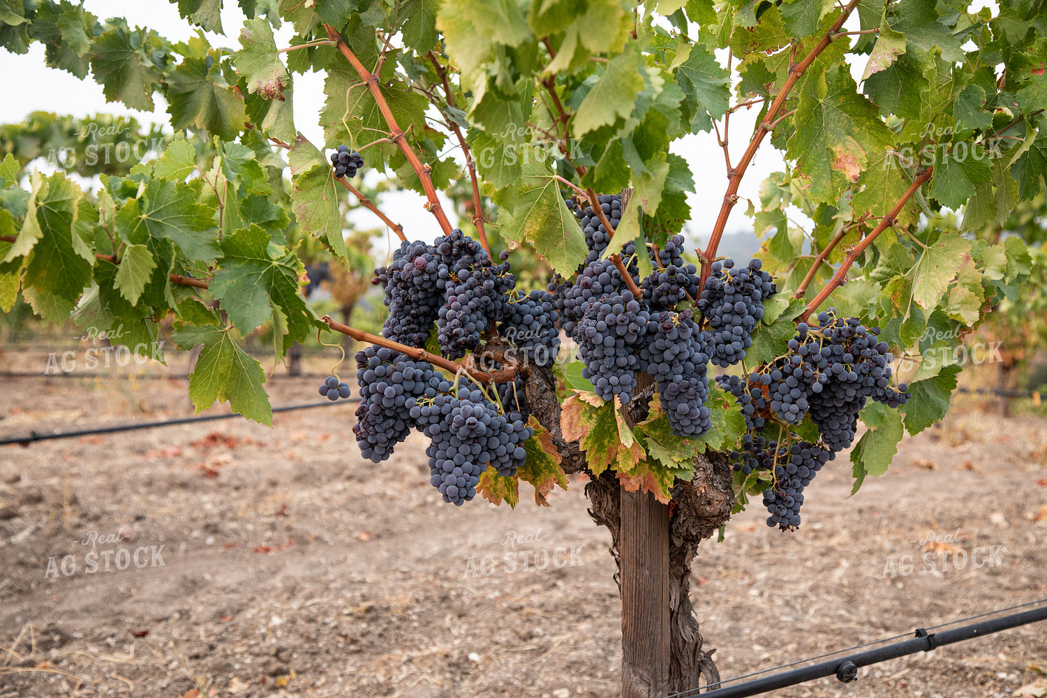 Grapes 276030