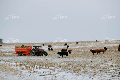Cattle in Pasture and feed mixer 77167