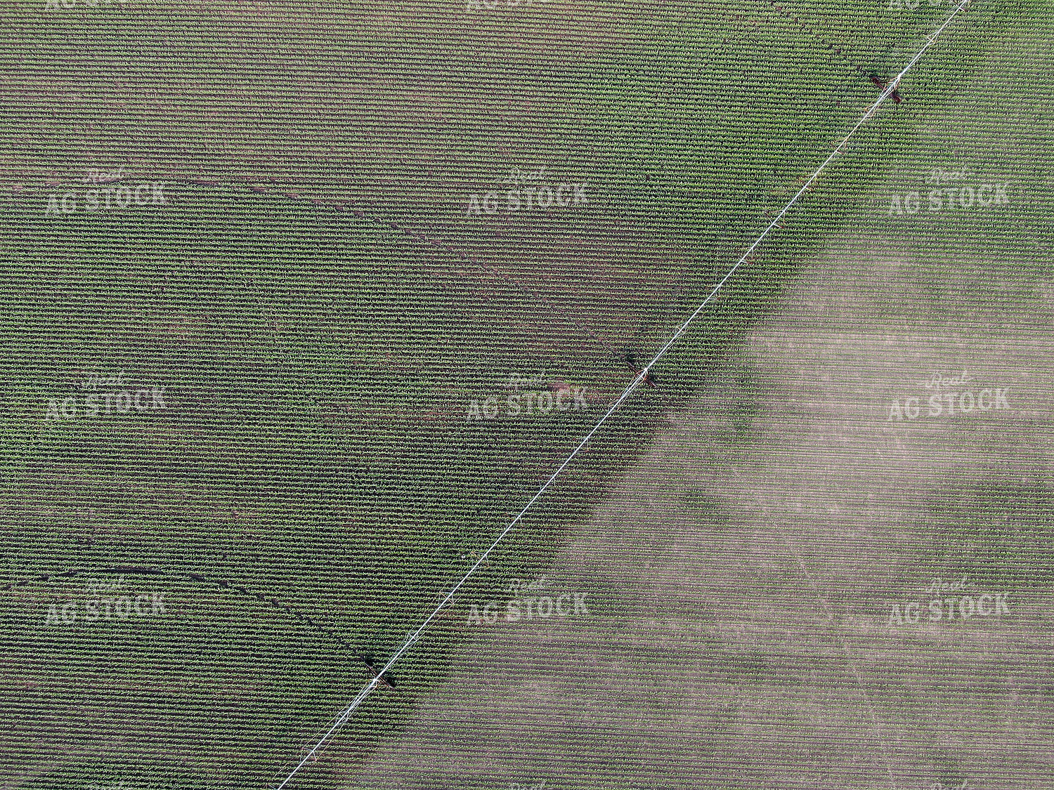 Pivot Irrigation in Corn Field 141007