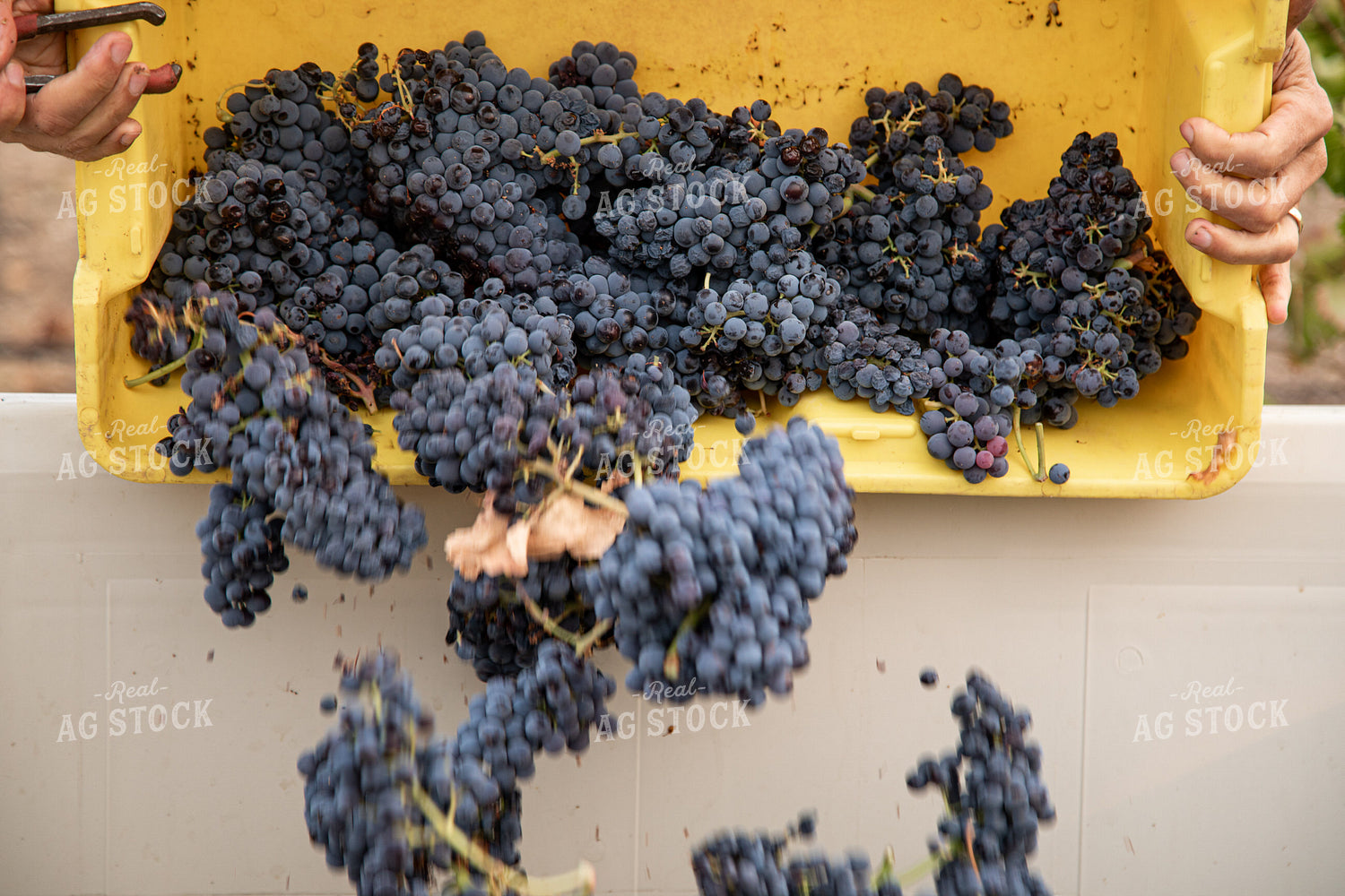Grape Harvest 276026