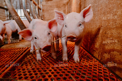 Piglets in Pen 125077