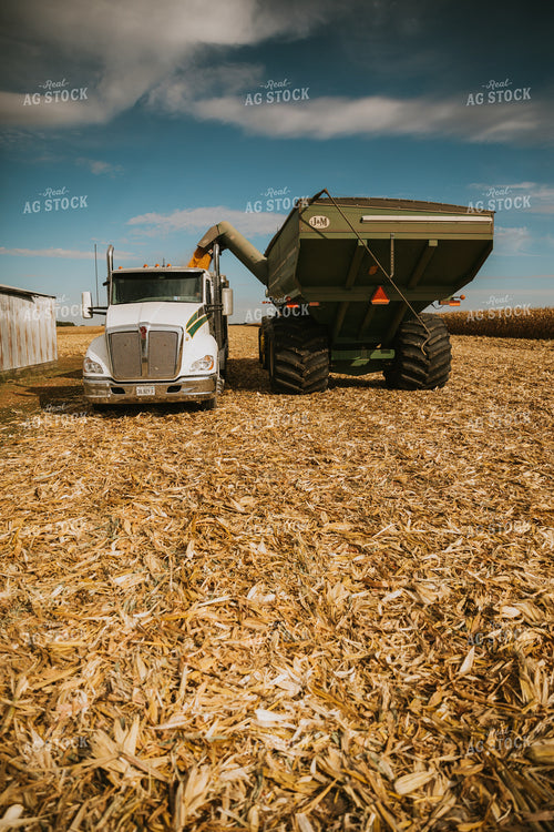 Corn Harvest 6569