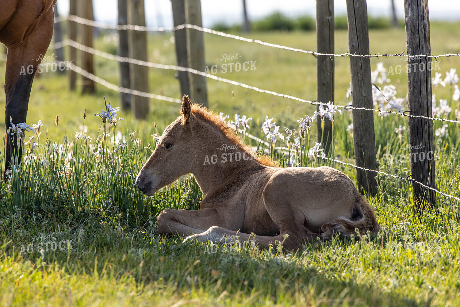 Foal 304036