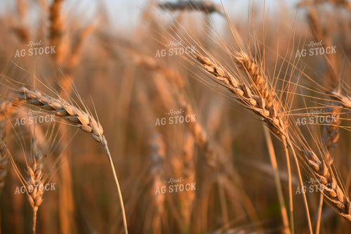 Oats 191178