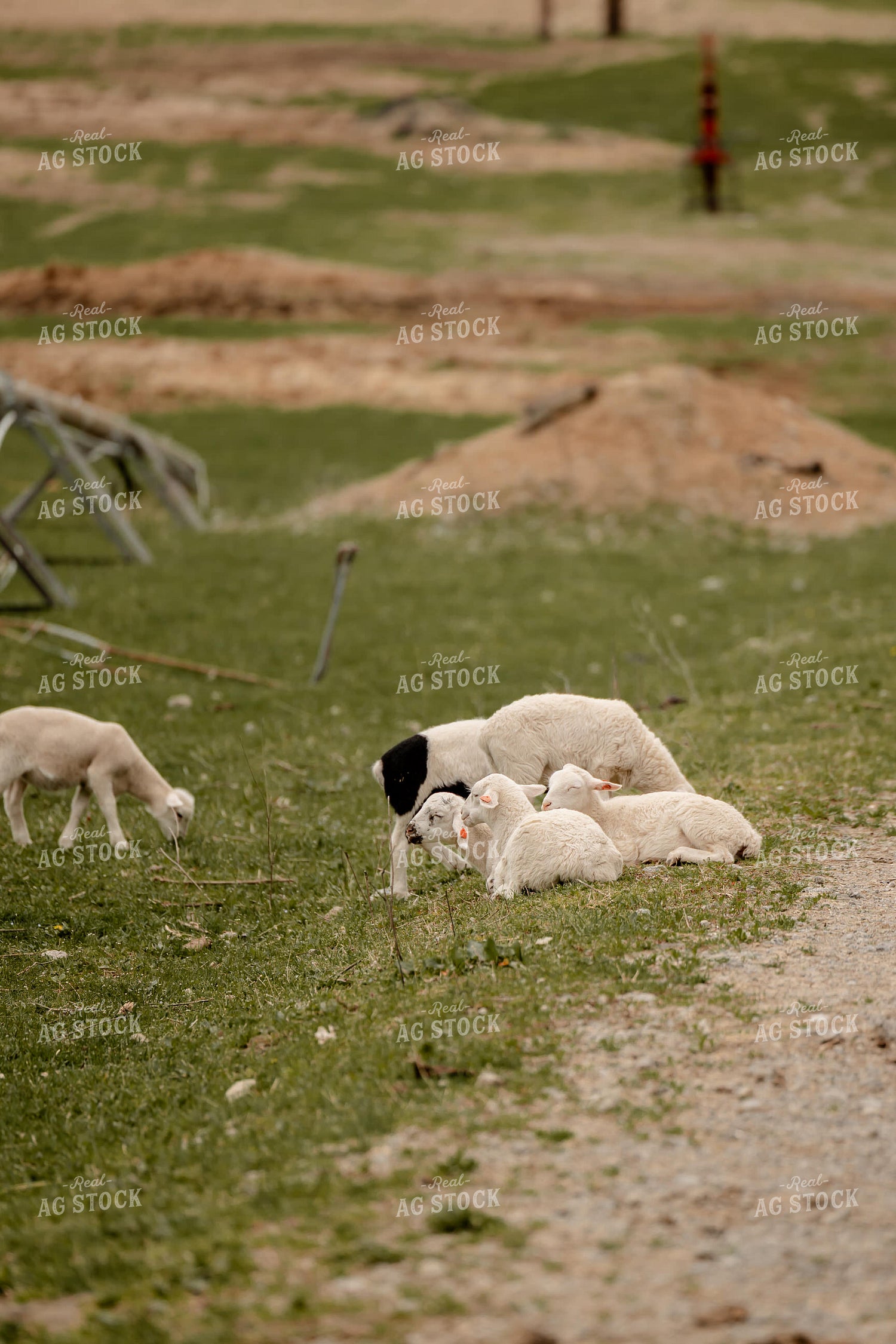 Sheep 104054