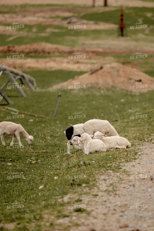 Sheep 104054