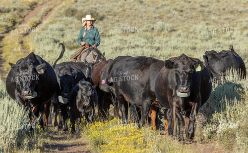 Herding Cattle 290048