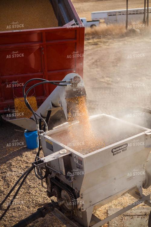 Grinding Corn to Feed Cattle 97282