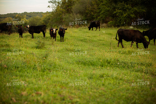 Cattle 2434