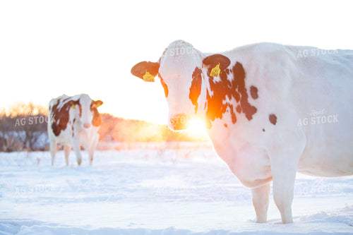 Holstein Dairy Cows in Snow 55087