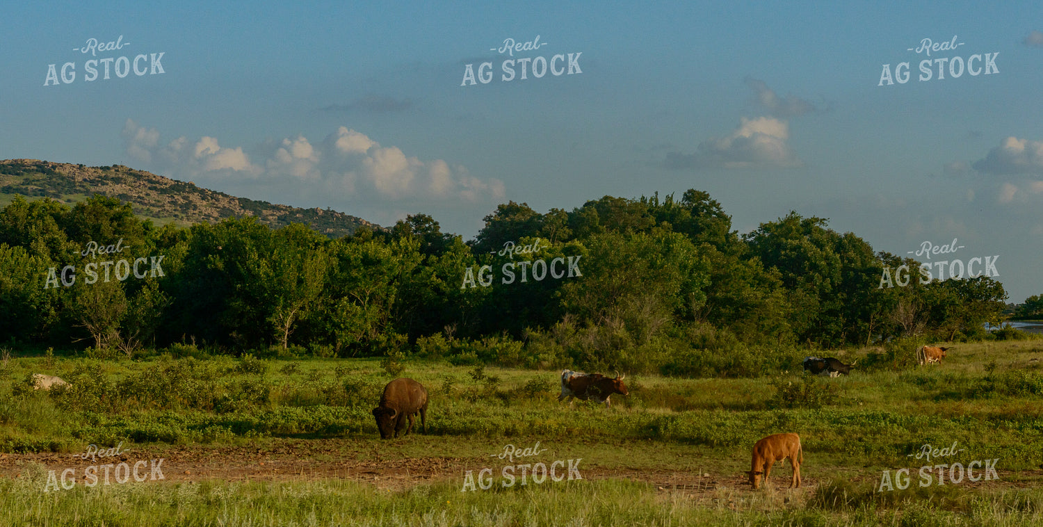 Livestock on Pasture 283002