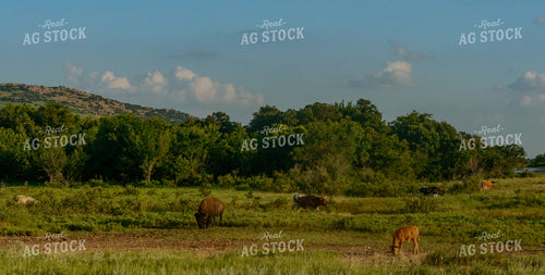 Livestock on Pasture 283002