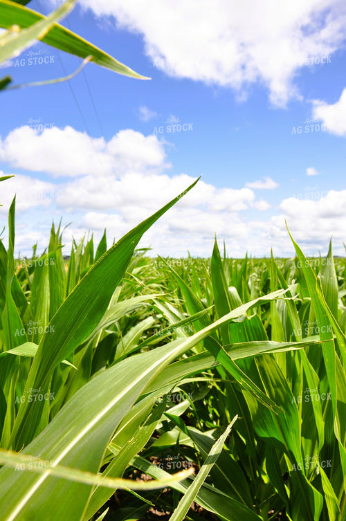 Midseason Corn 277014