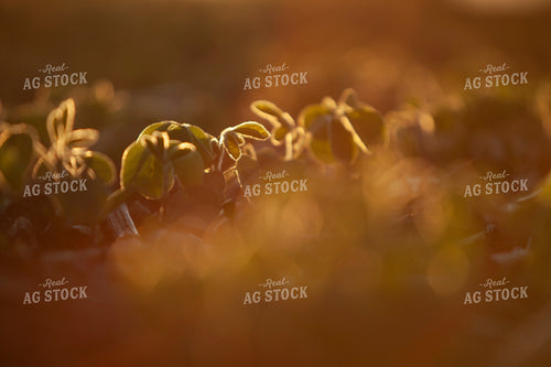 Soybeans - Mid-Season 1517