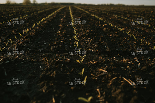 Stage V1 Corn in Dark, Wet Soil 4041