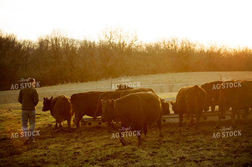 Calf - Charolais and Angus Cross 2279