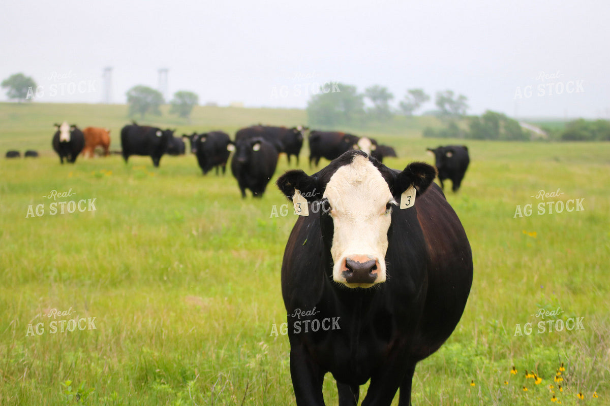 Cattle on Pasture 82494