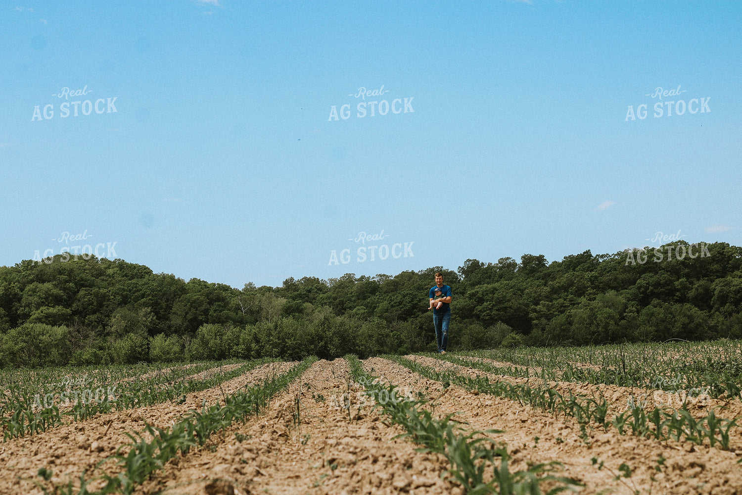 Father and Son Walk Early Growth Corn Field 101026
