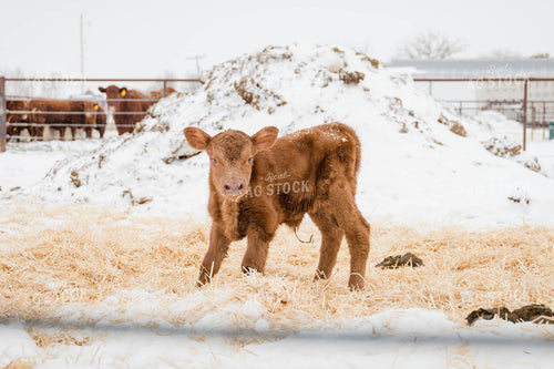 Calf in Snowy Pasture 97113