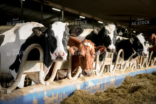 Dairy Cattle Eating in Open Air Cattle Barn 135006