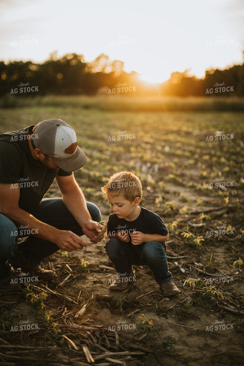 Farmer and Son Digging Up Soybean Plant 6904
