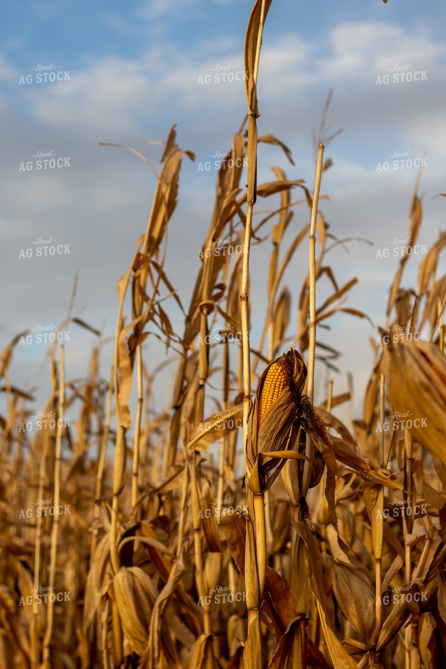 Dried Corn Field 67171