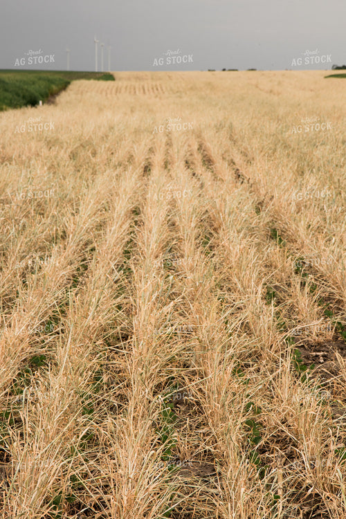 Soybeans Growing in Cover Crop 67343