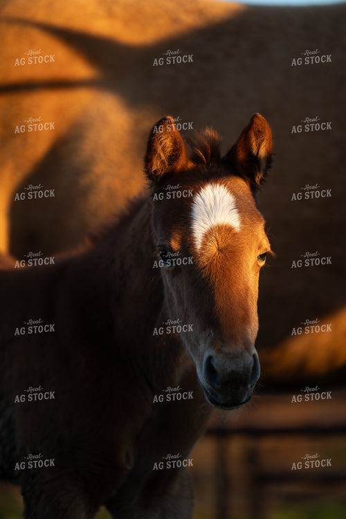 Foal 205036
