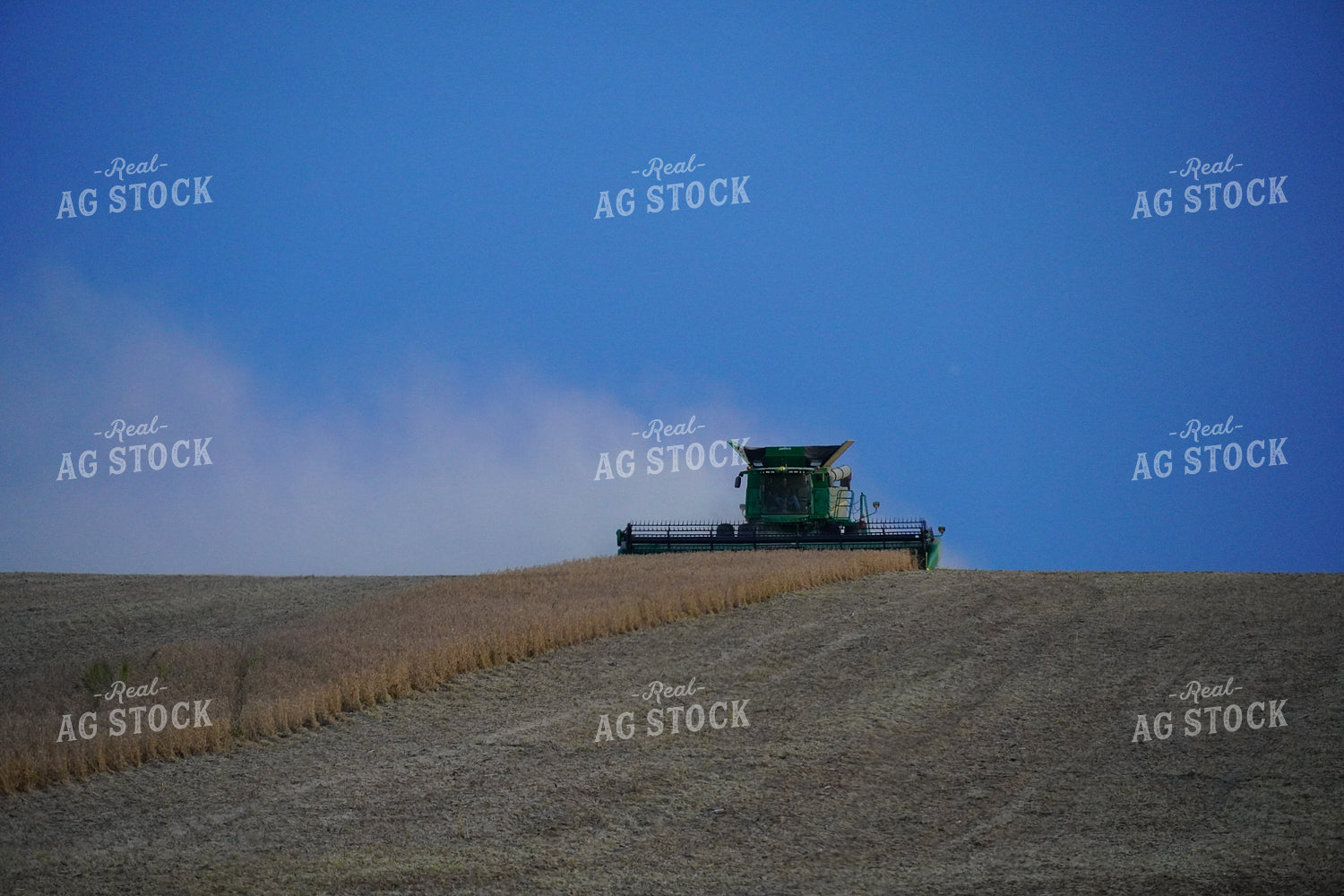 Combine Cutting Soybeans 65012