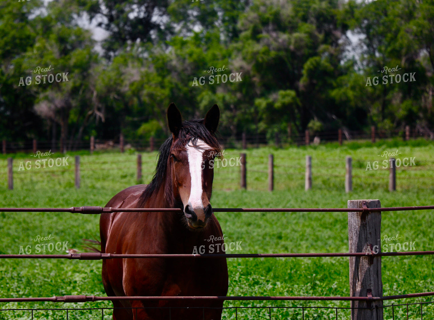 Horse in Pasture 299198