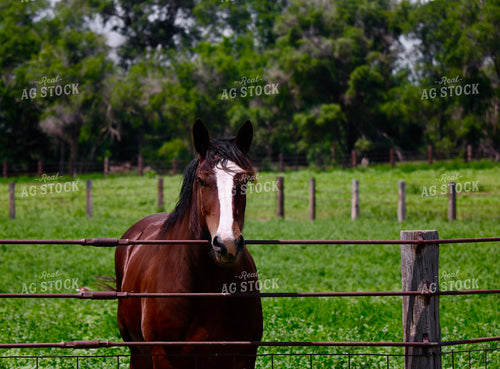 Horse in Pasture 299198