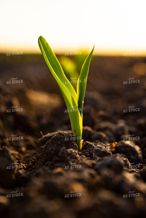 Corn Emerges from Ground 136005